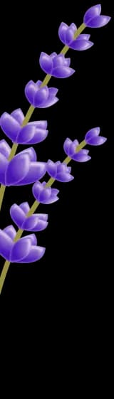 lavender flower